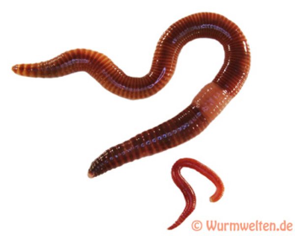 Dendros Rotwürmer